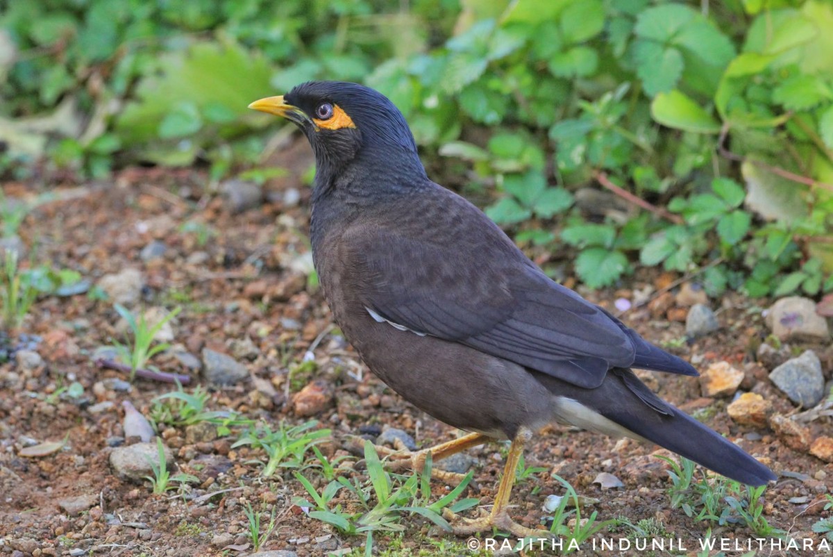 Acridotheres tristis Linnaeus, 1766